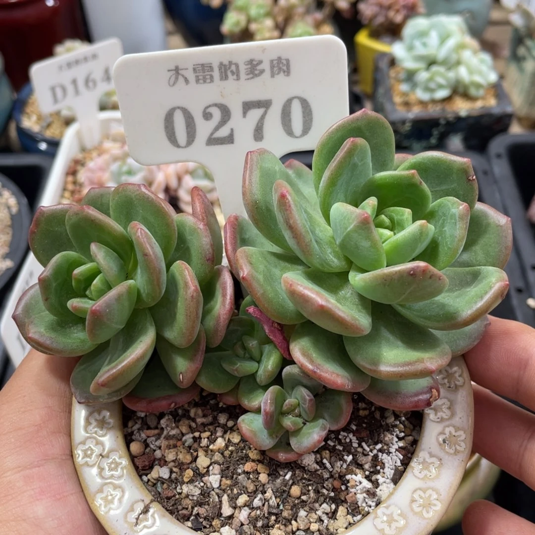 0270拉萨不带盆13厘米