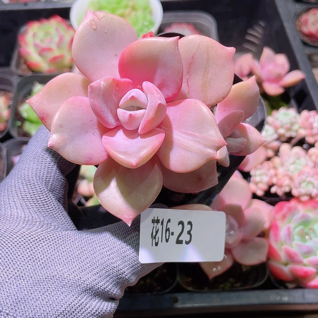花利美16-23彩虹糖