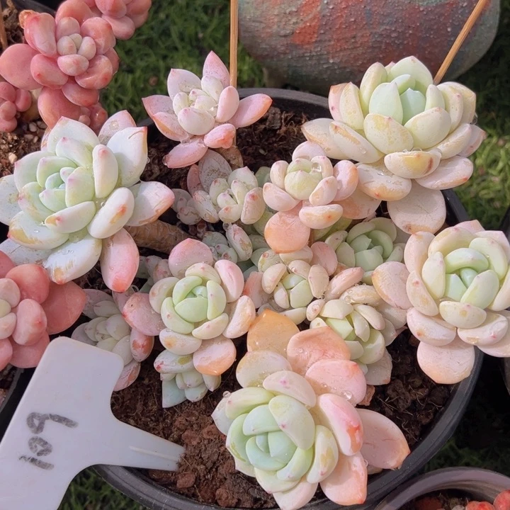 健健康康平平安安