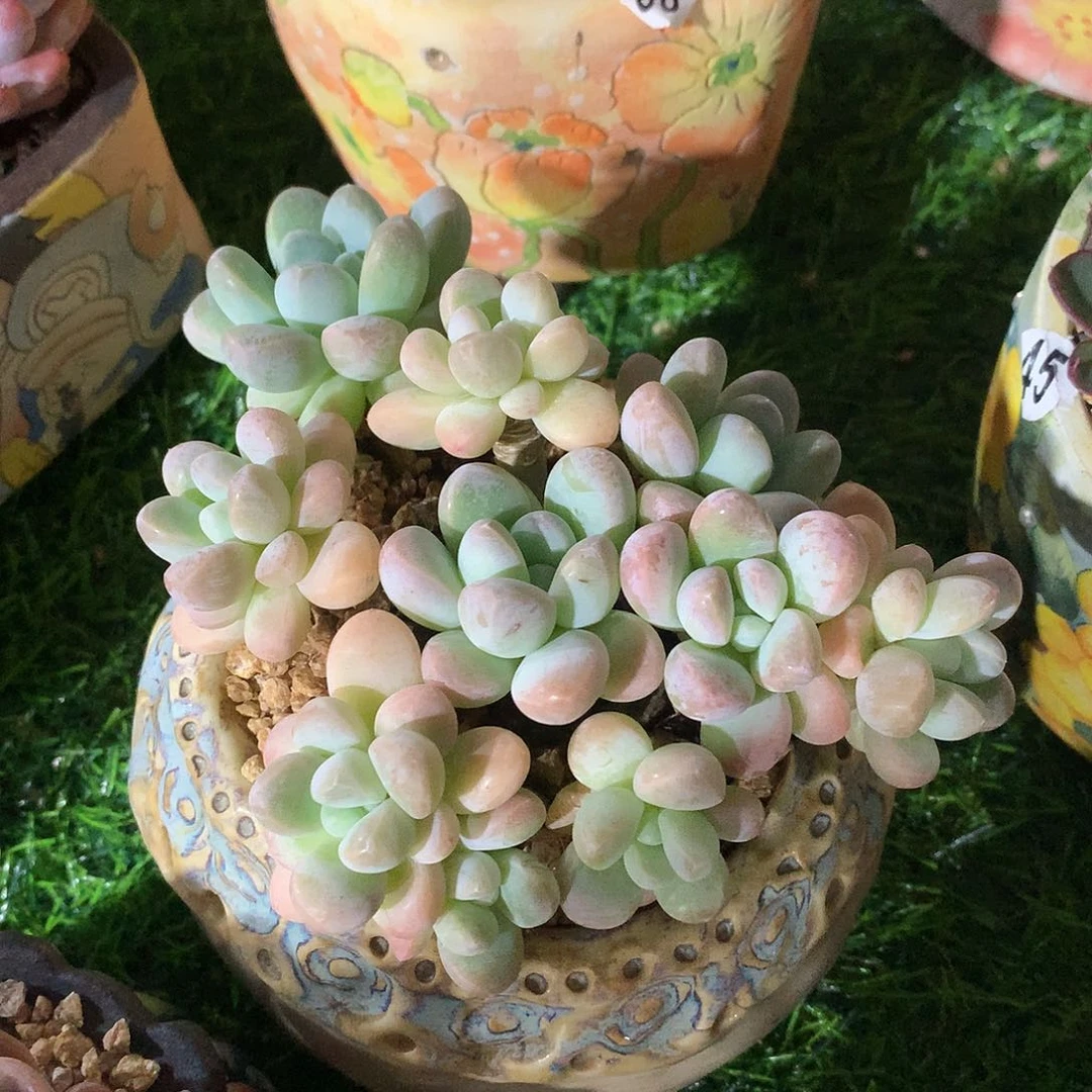 香芋12 公分一物一拍