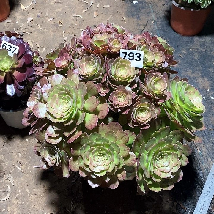 法师植物一物一拍793