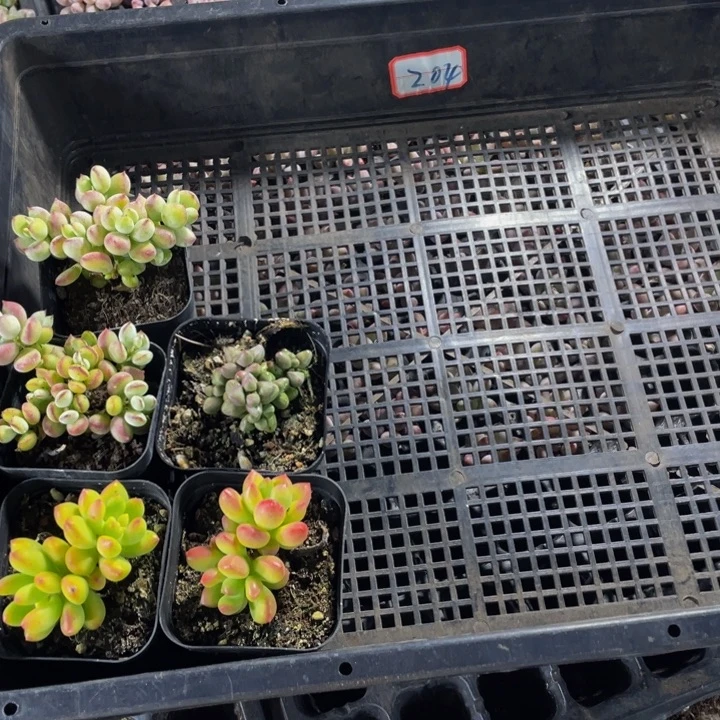 三***王204号筐带盆土发货