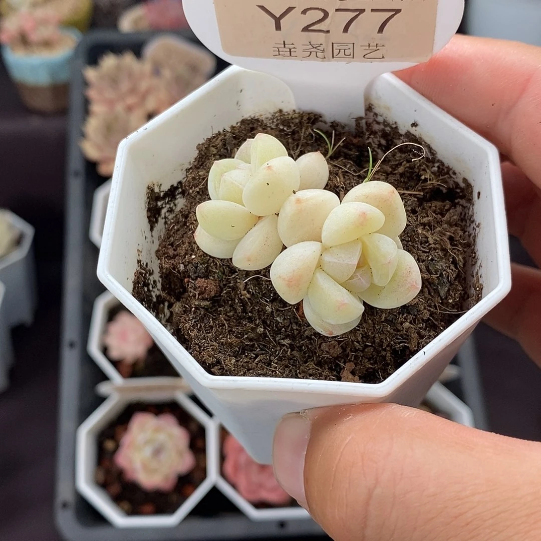 0277 冰玉有砍 4cm