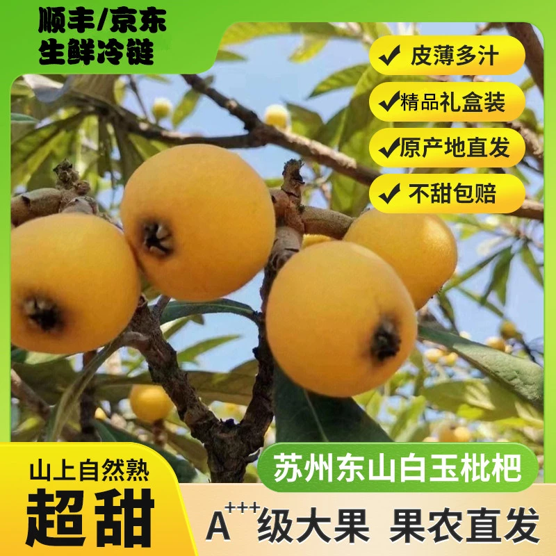 【东山白玉】2025年苏州东山白玉枇杷现采现摘超甜多汁新鲜当季水果
