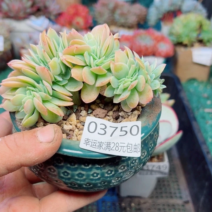 幸运的是我还没遇到你的