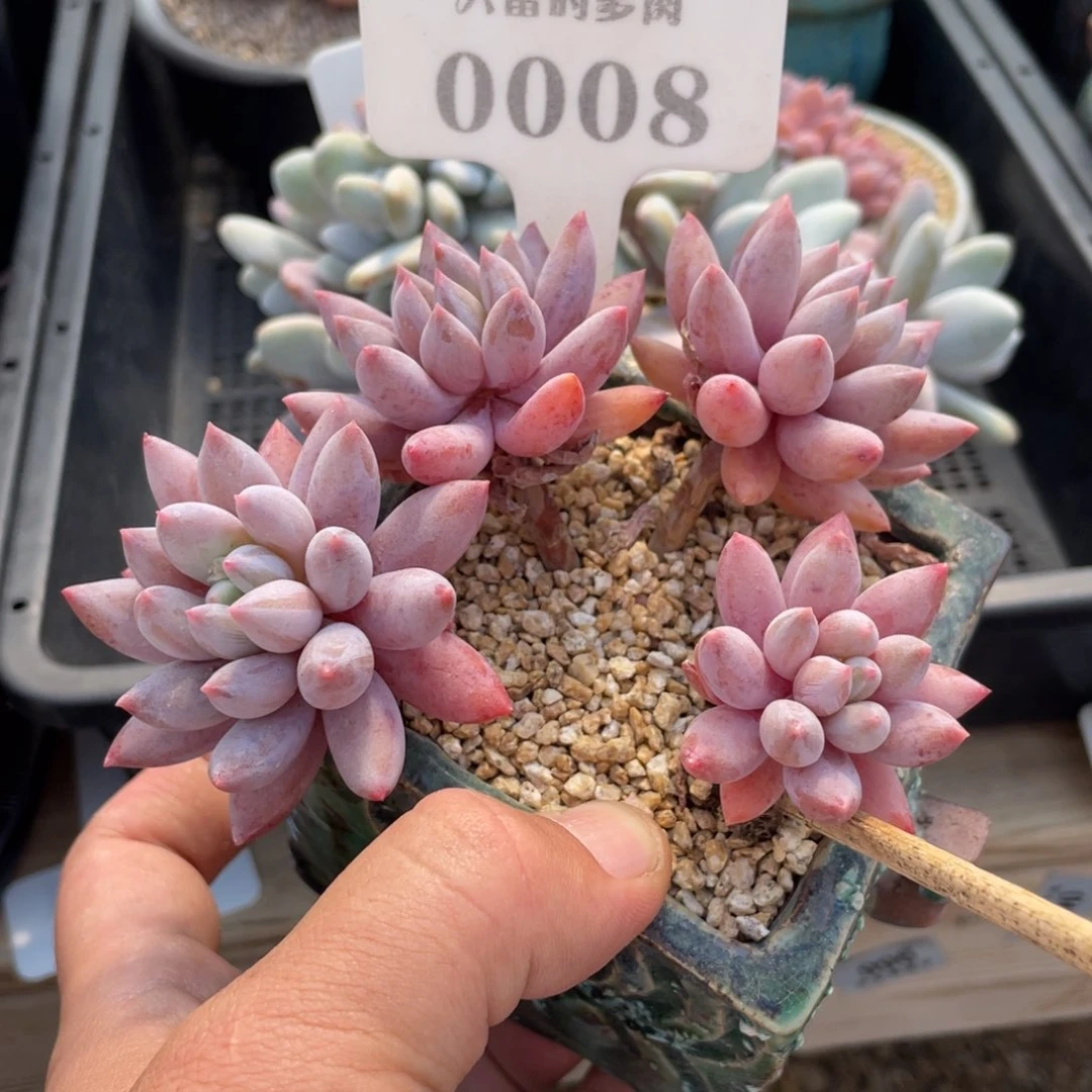 0008所罗门不带盆12厘米