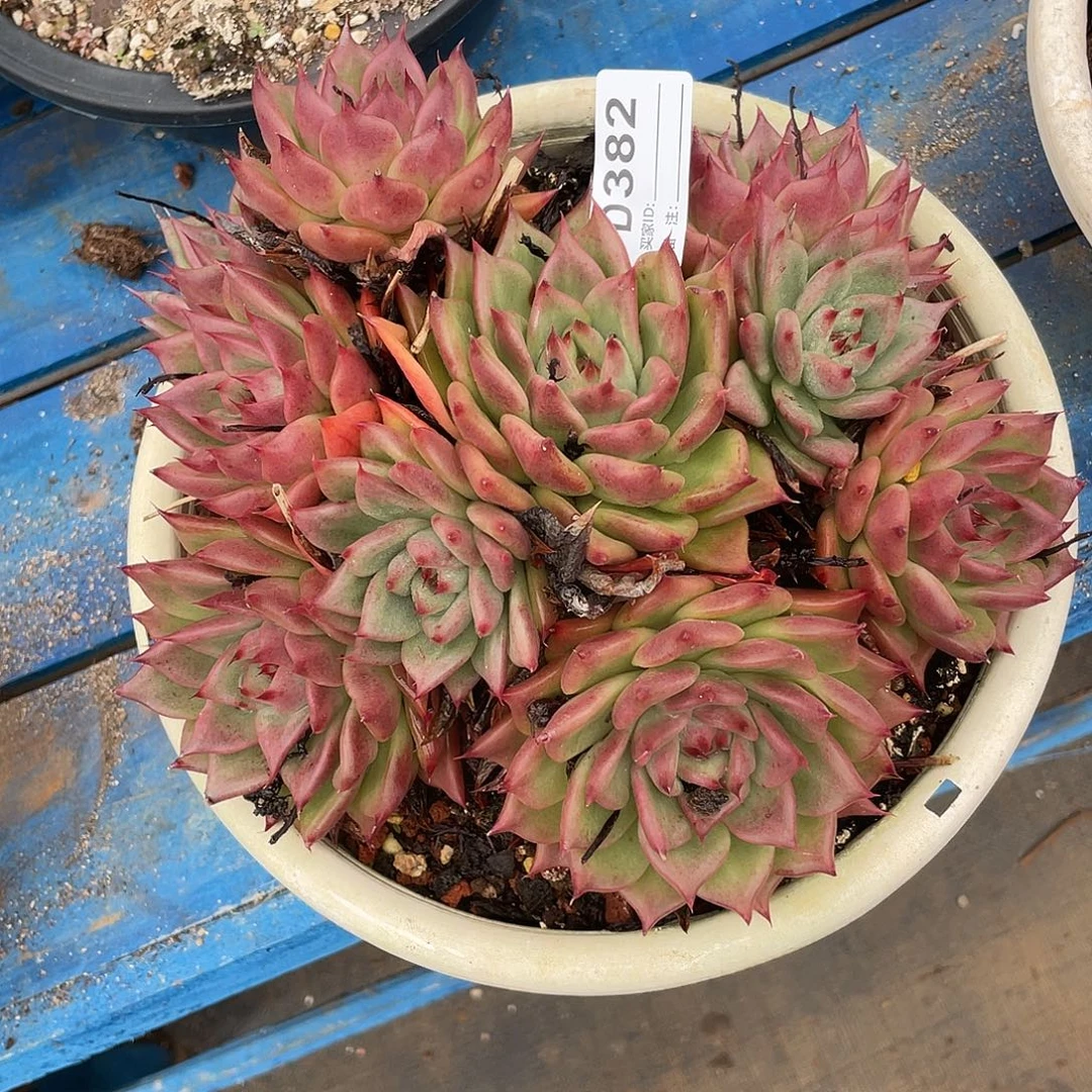 有***望若茹东云单拍D382