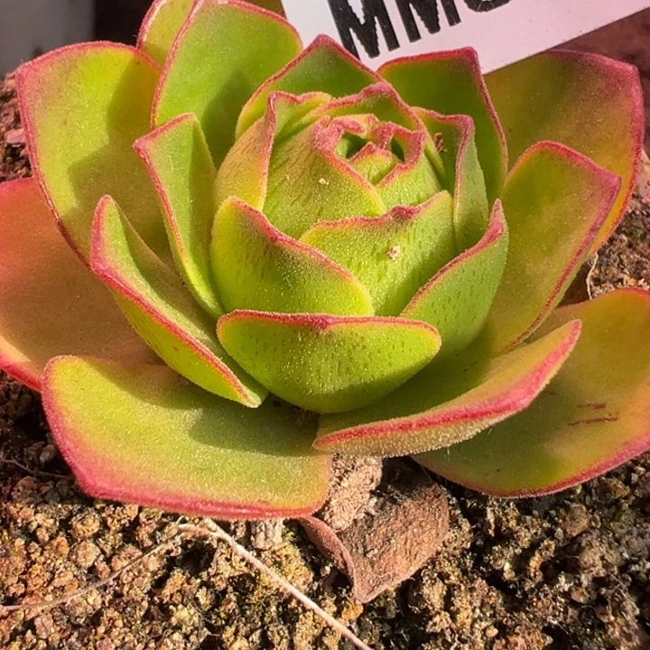 鹿***焰苗苗山地玫瑰多肉821