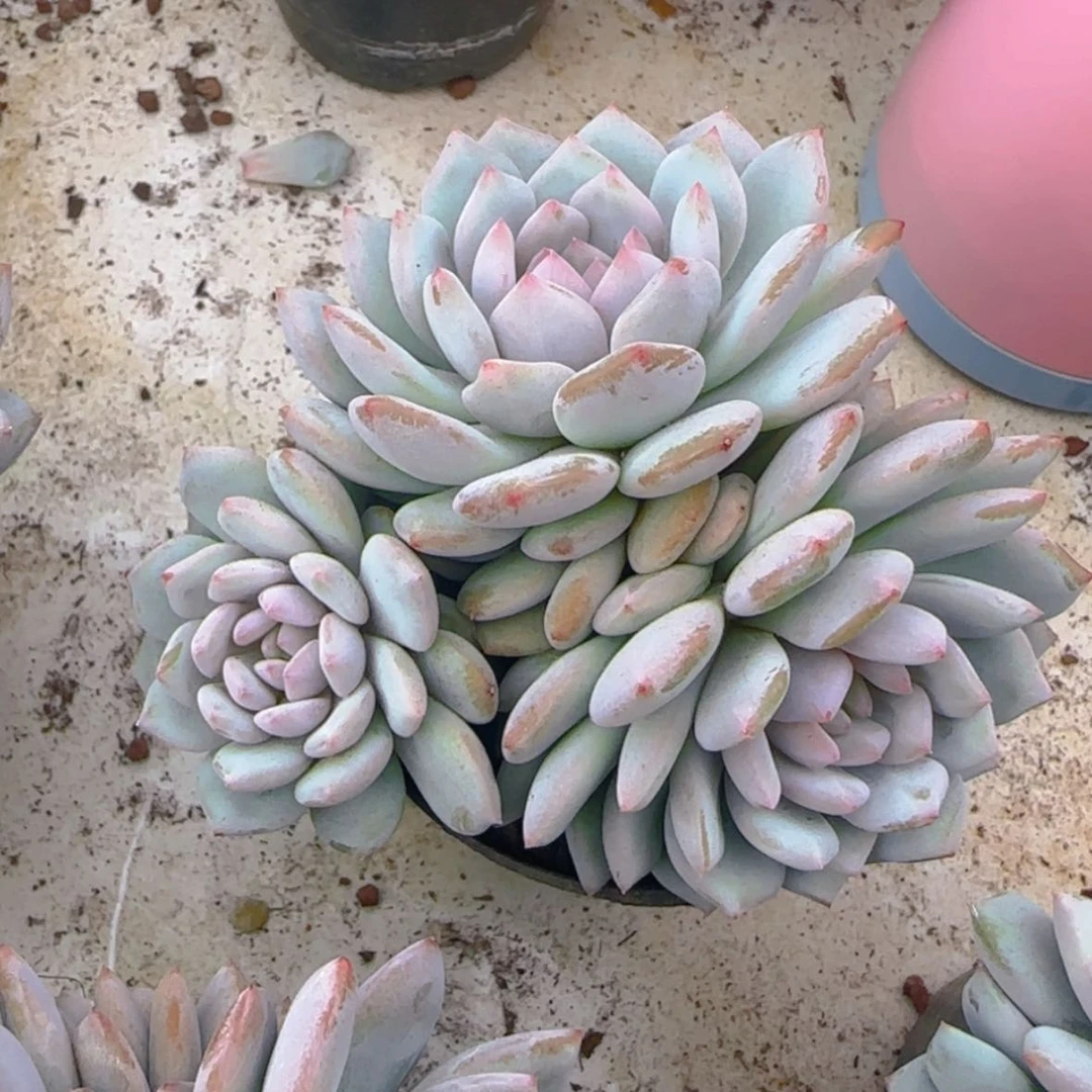 【闪购商品】三头星星橙