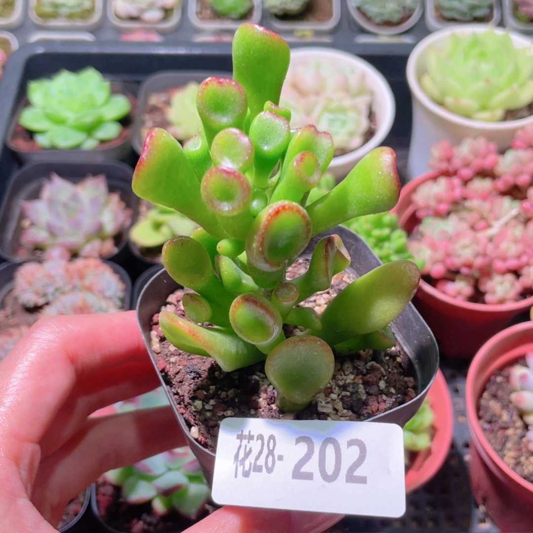 花利美28-202吸财树