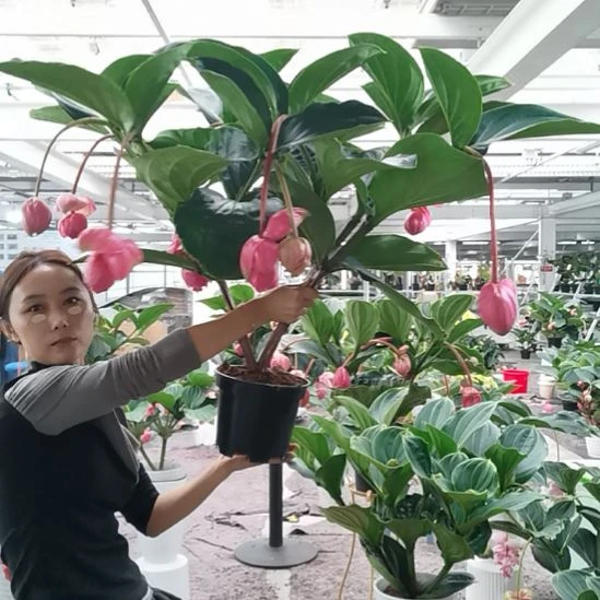 °***儿完全开放11花苞玫红5层