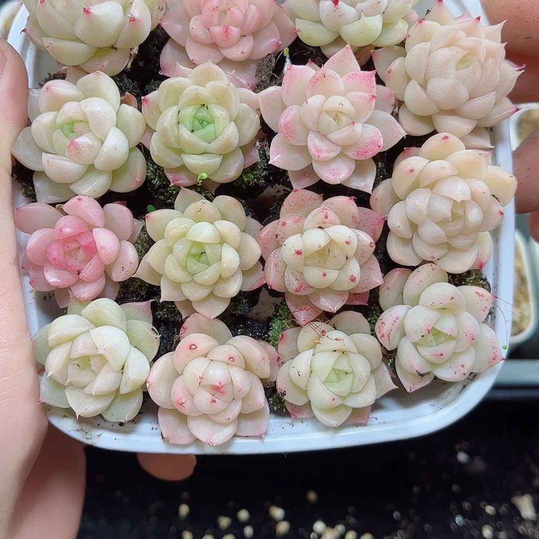 小*孃1-848 新疆西藏内蒙不发12.8包邮2-3公分多肉