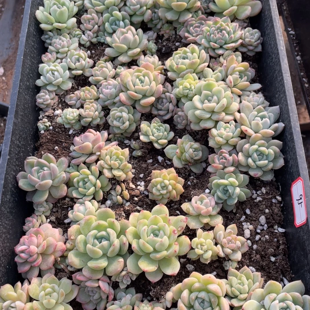 95 欧泊播种苗特价一筐，不包保温不包售后