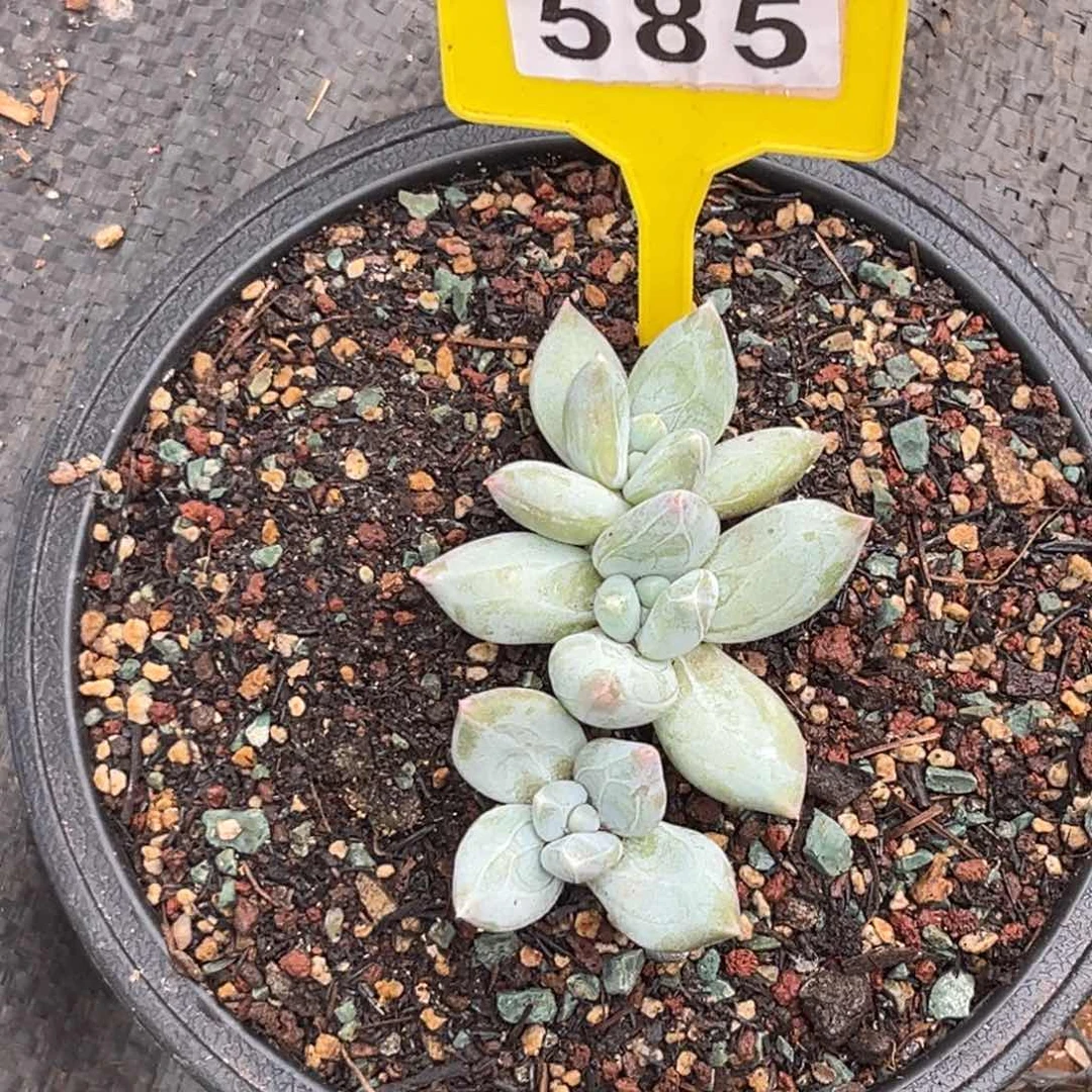 多肉植物伊丽莎白585