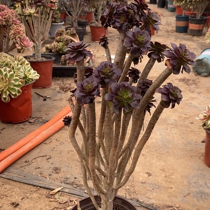 黑豆多肉植物30。