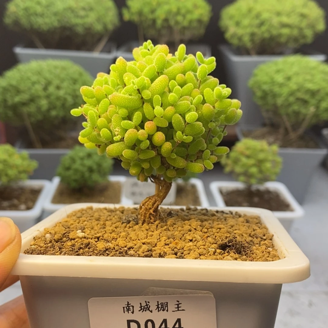 044蜜橘糖球枝干