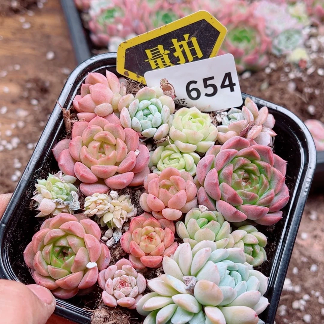 多肉植物多肉植物