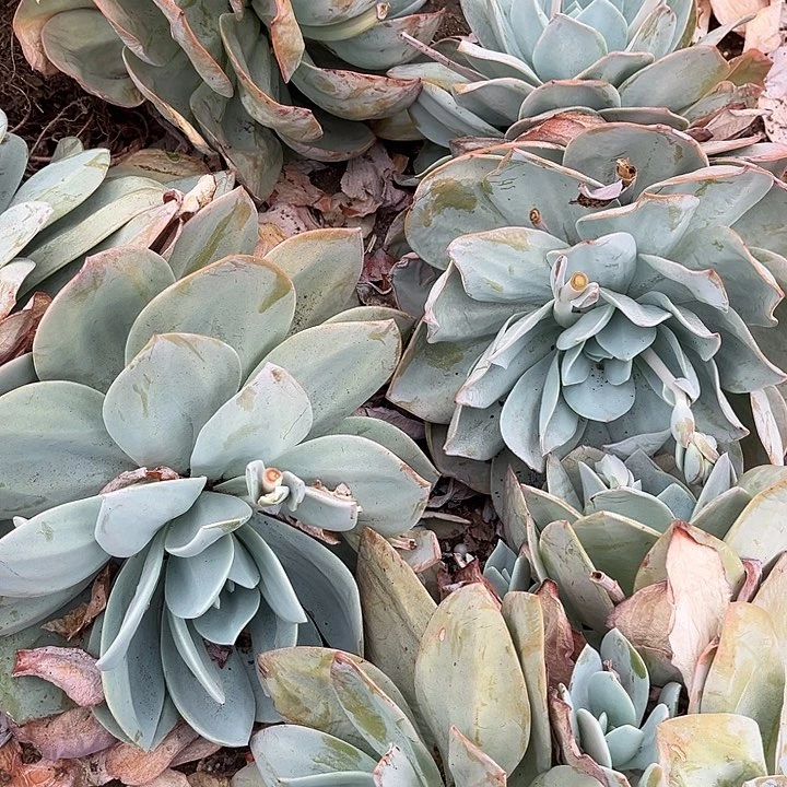 国版奶茶14.88多肉植物