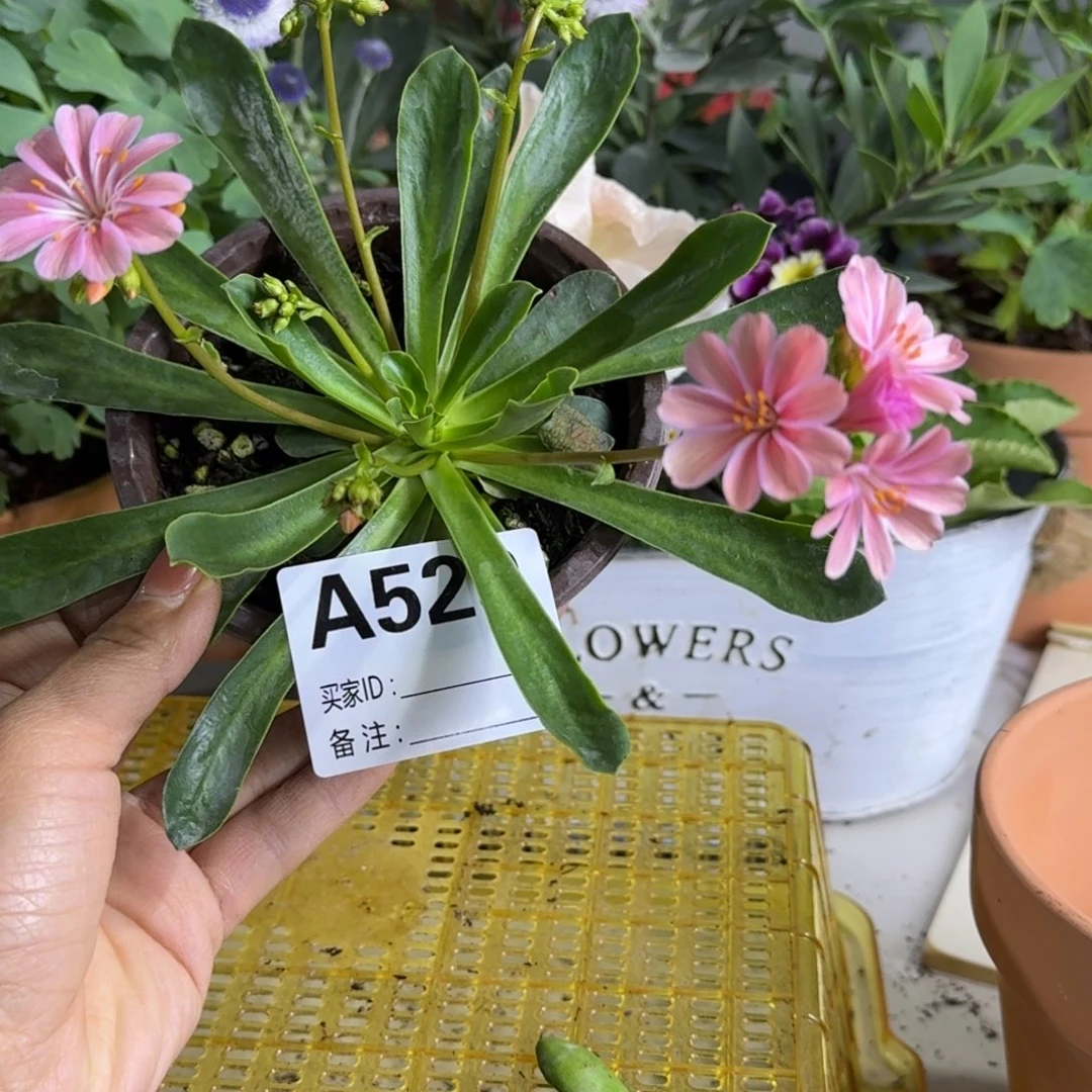 一物一拍    露薇A529