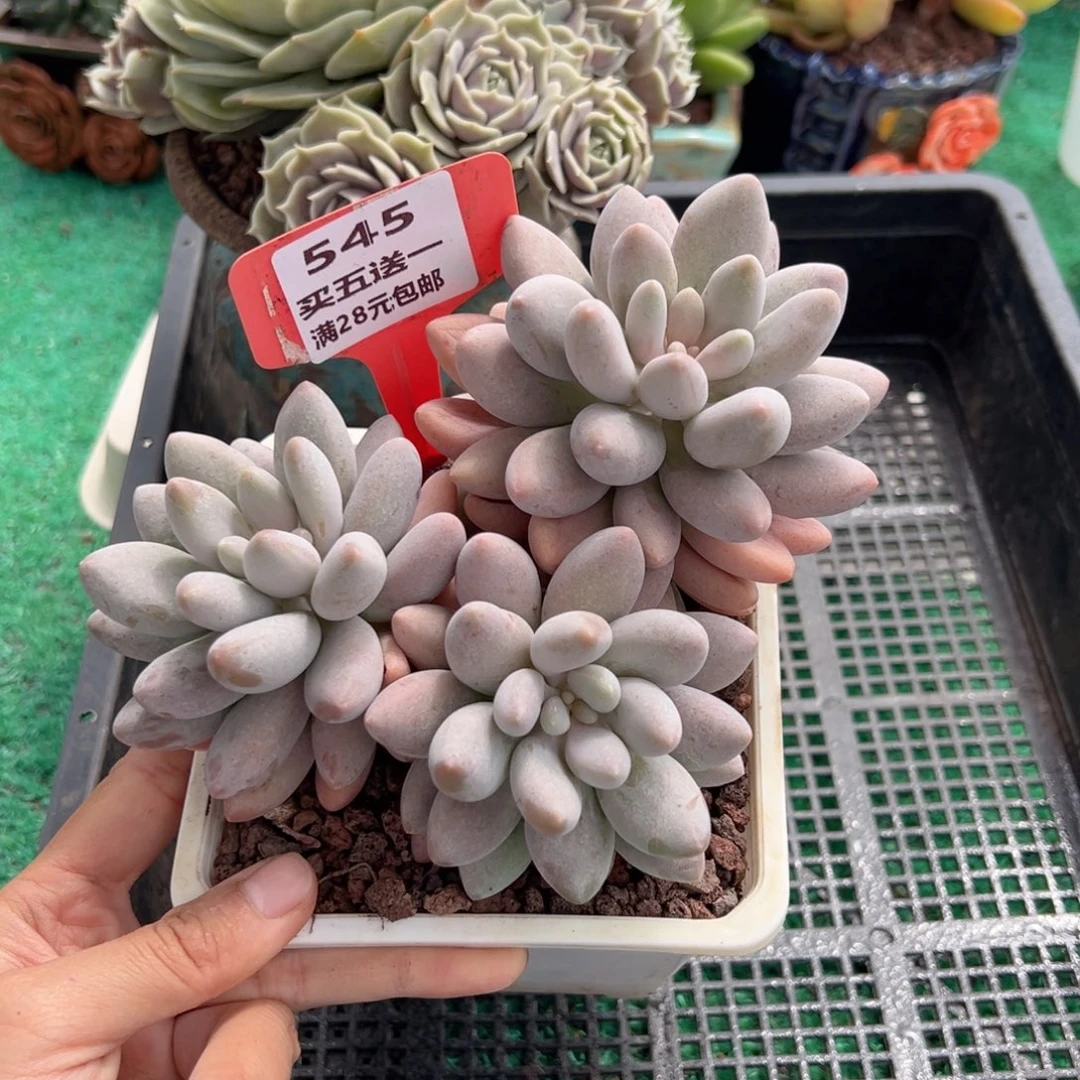 表妹精品多肉植物545.