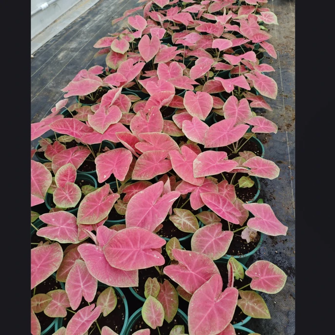 120#桃花仙子|绿植盆栽净化空气室内好养室内观叶植物