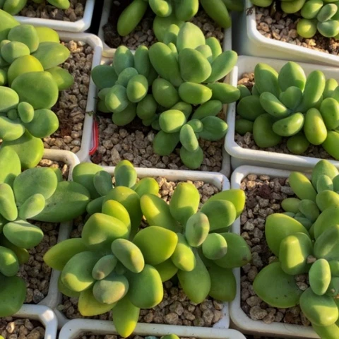 芒果奶。