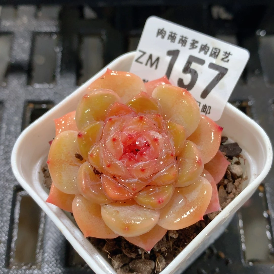 肉萌萌拇指盆精控多肉ZM157