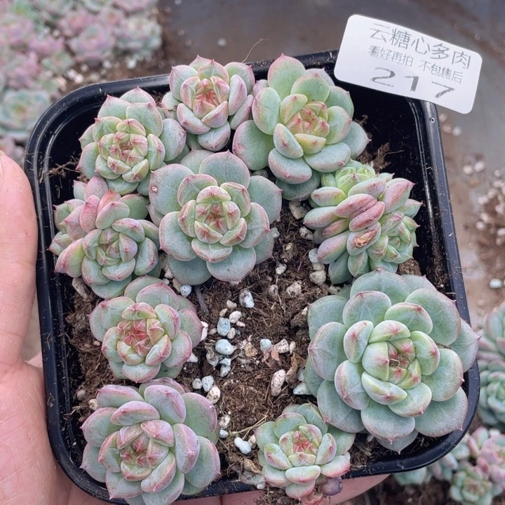 云糖心多肉植物217