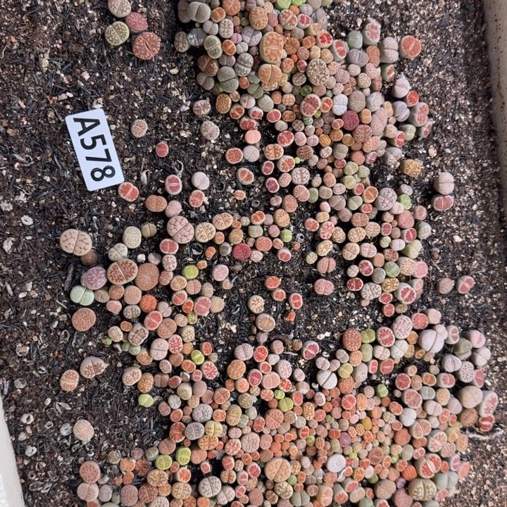 578生石花整筐脱土发货