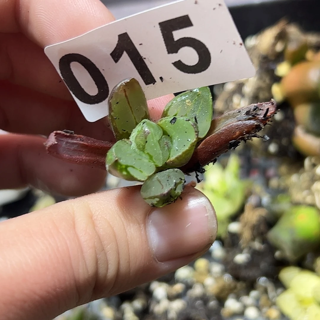 红红火火恍恍惚惚