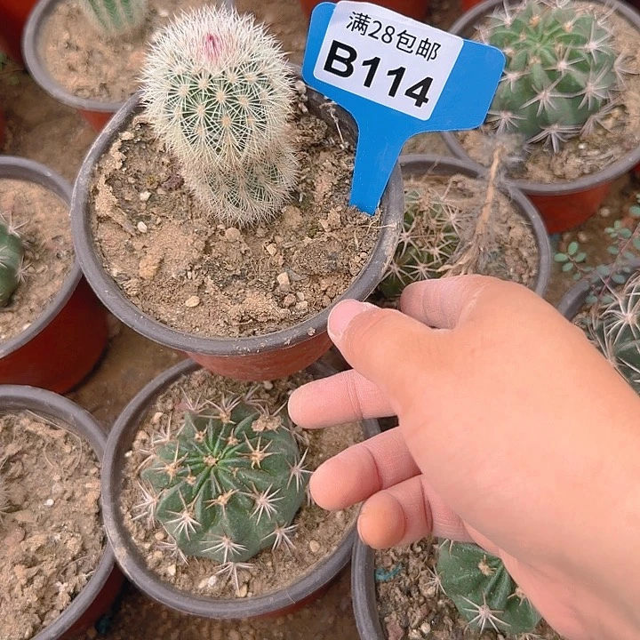 114 实生播种，折磨瞎3公分左右