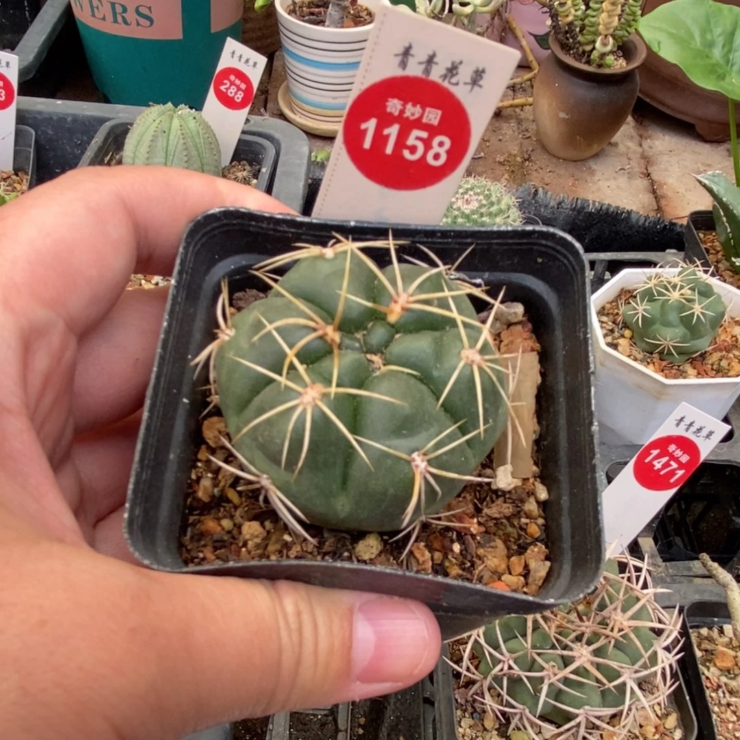 实生海王一颗仙人球