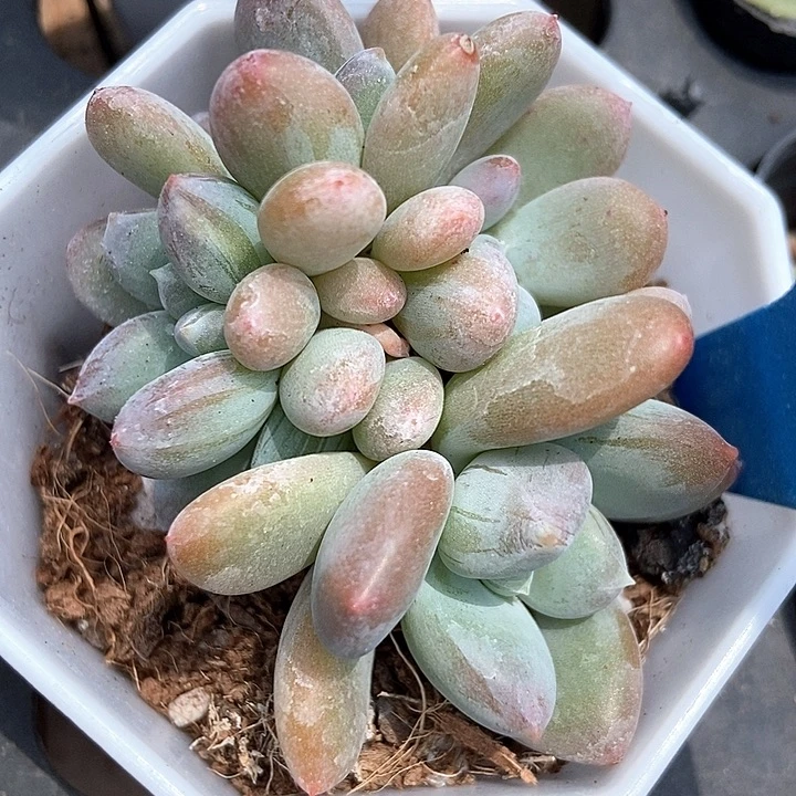 多肉植物韩版灰姑娘115