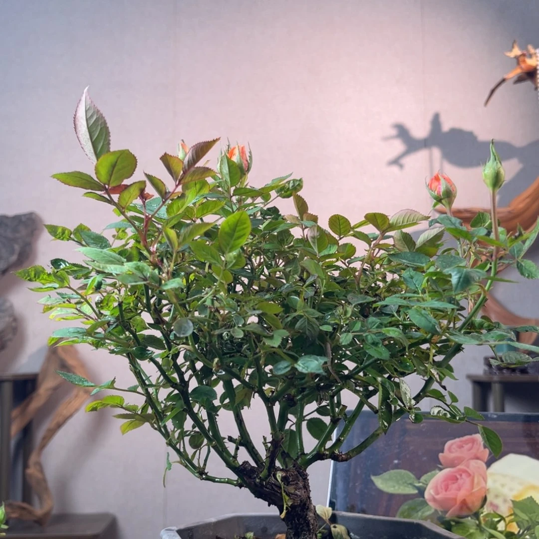 猫***猫少量花朵（建议范围：2朵-5朵 或40%以下）