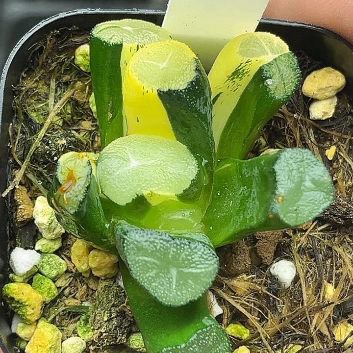 98玉龙万象锦头家多肉十二卷