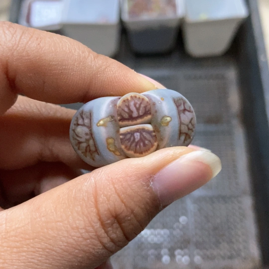 8214生石花一颗菊