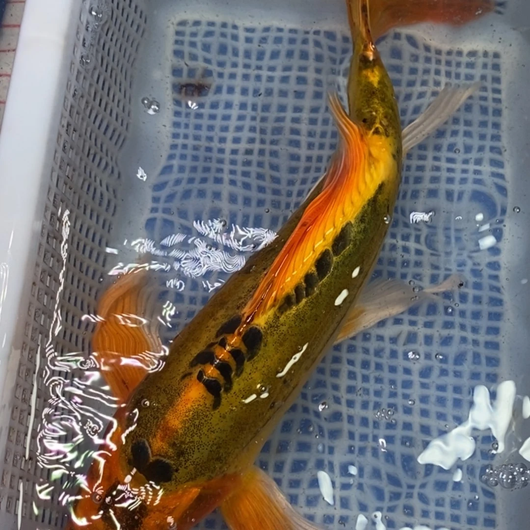 锦鲤冷水锦鲤包邮