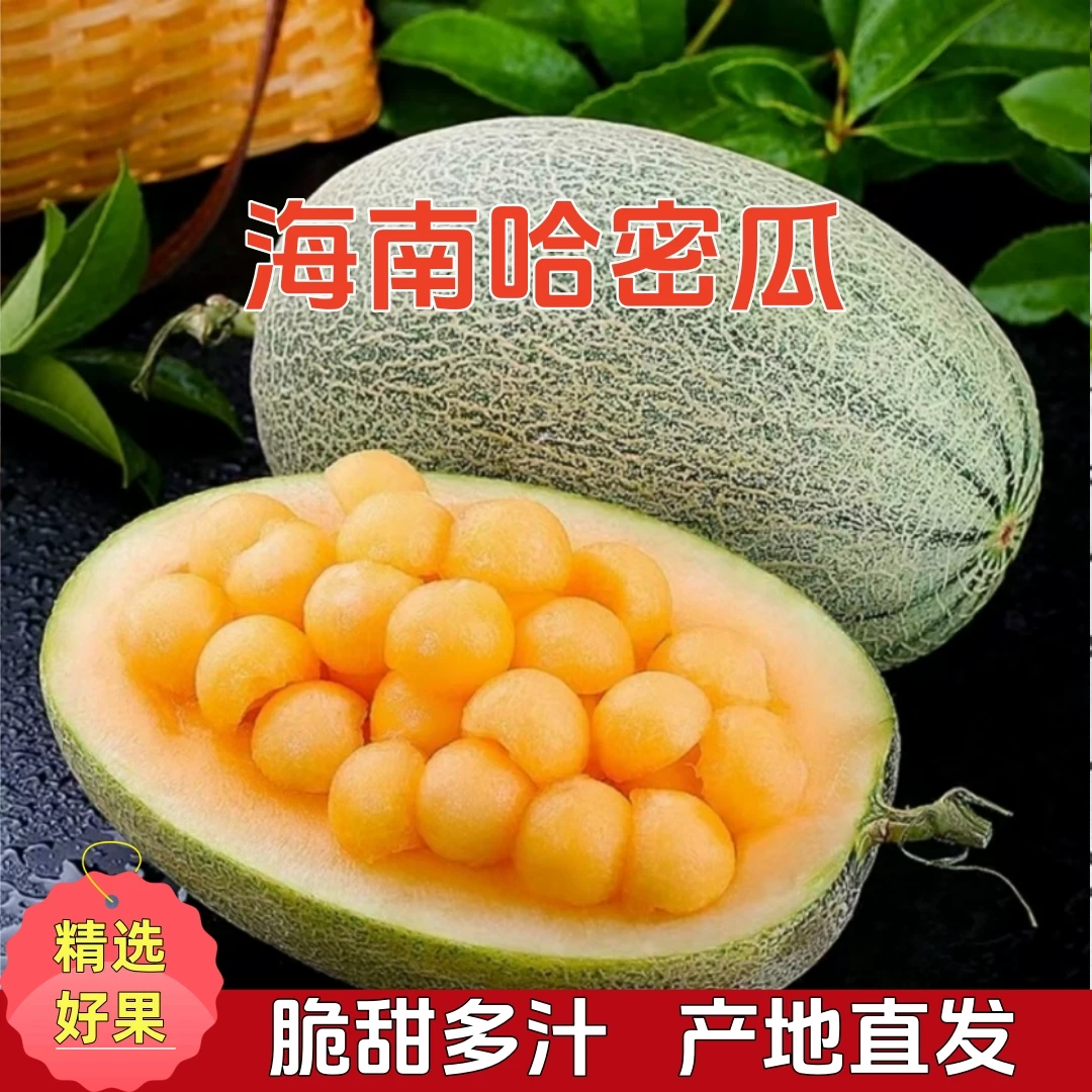 【脆甜多汁】海南哈密瓜脆甜多汁当季水果产地直发