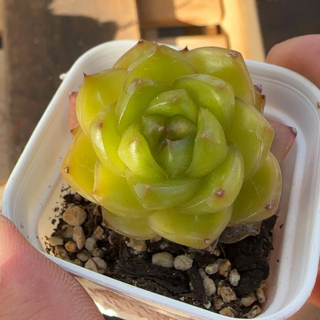 一物一拍蓝水鬼珍妮