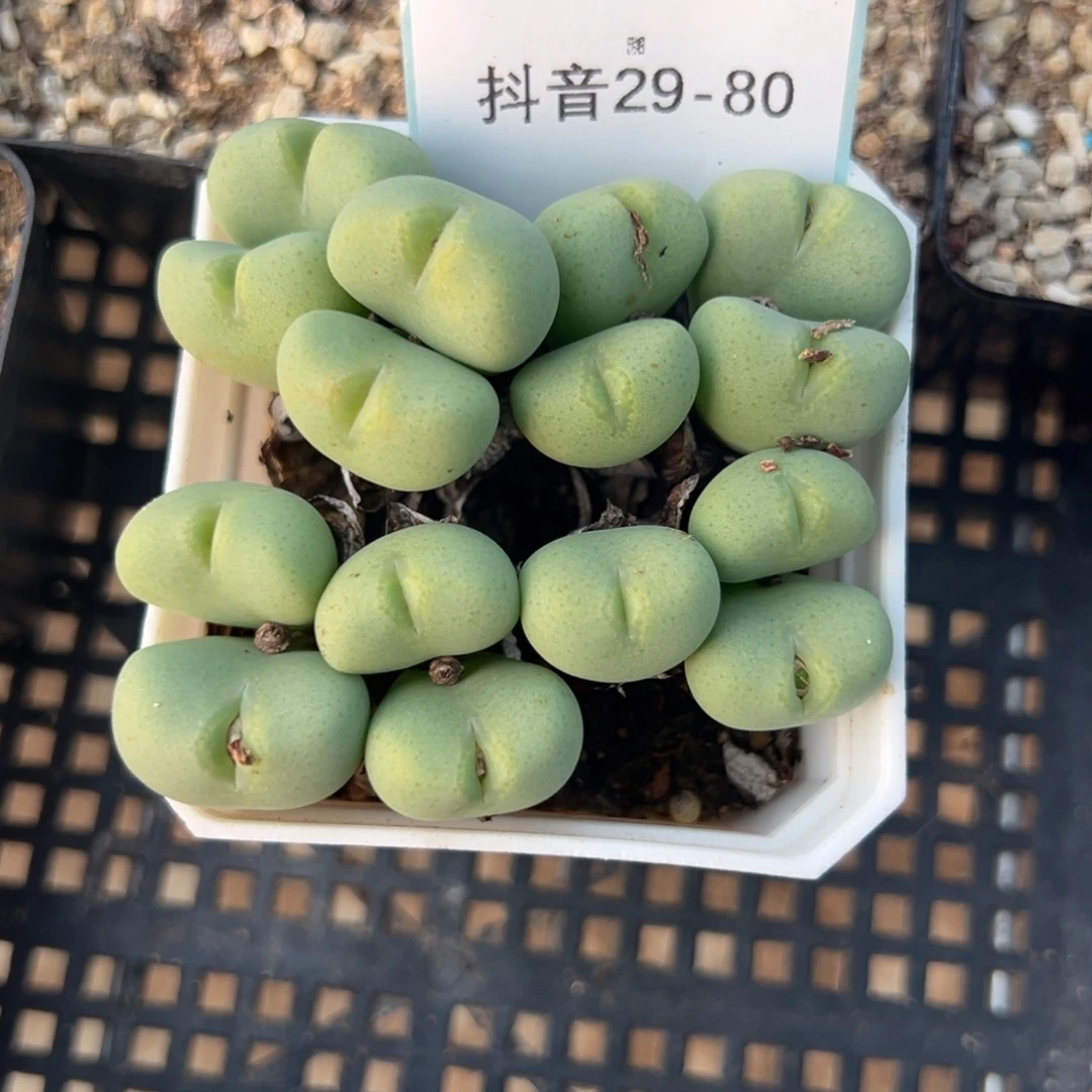 29-80富士衣多肉植物