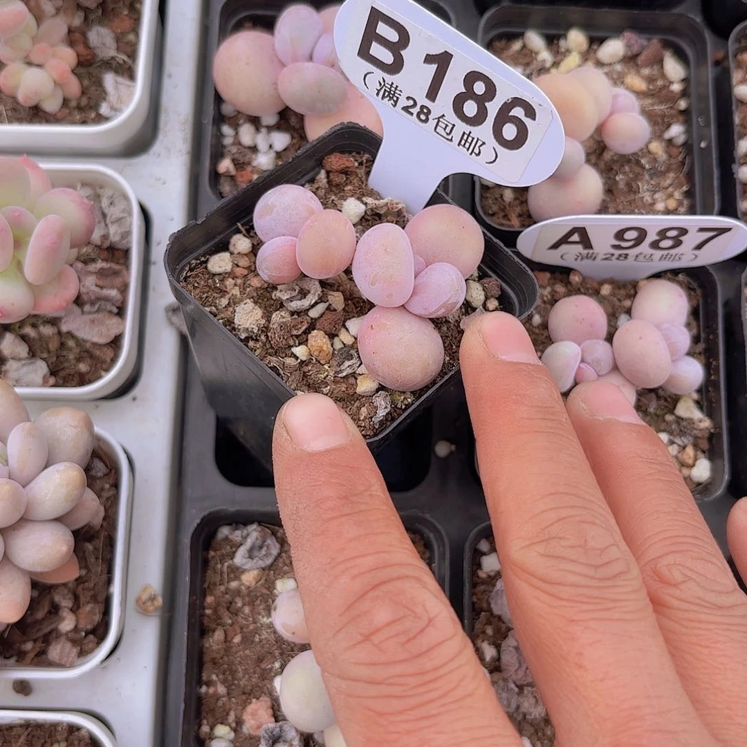 B186水光针一物一拍