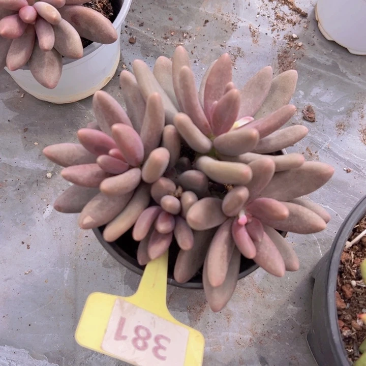 健健康康平平安安