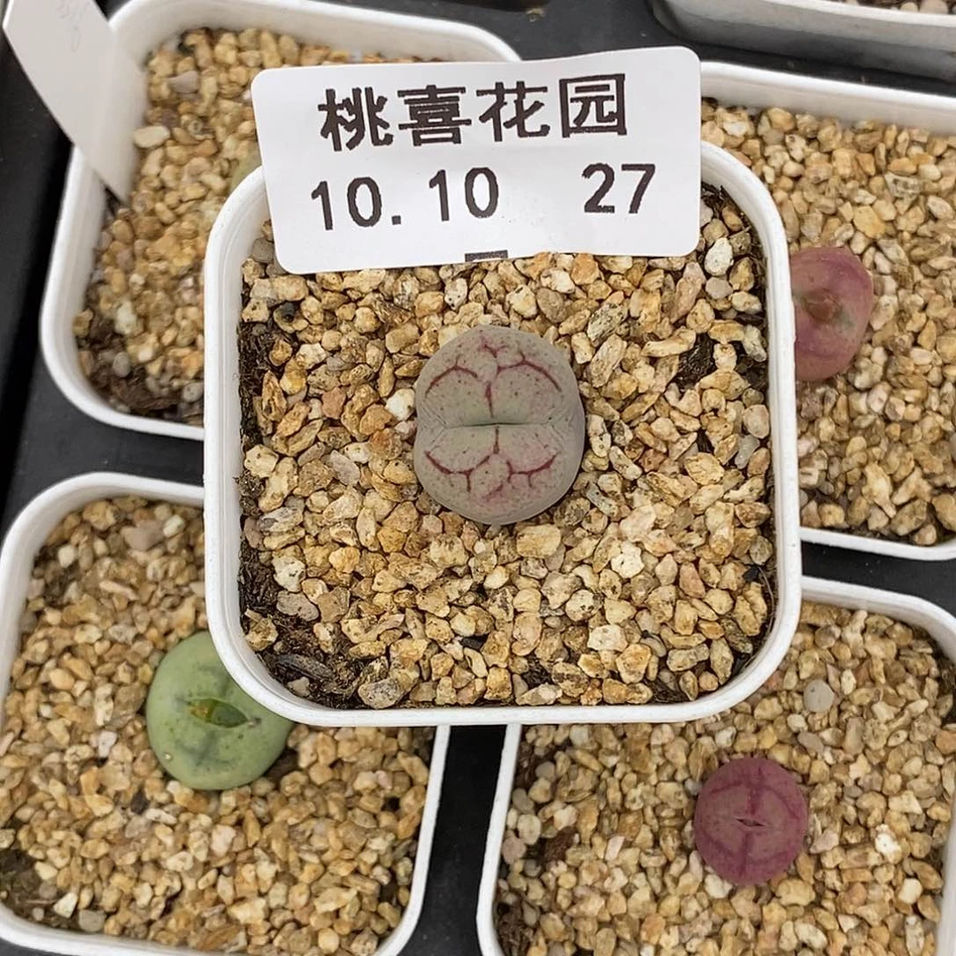 七*～1010-27-杂交福利。