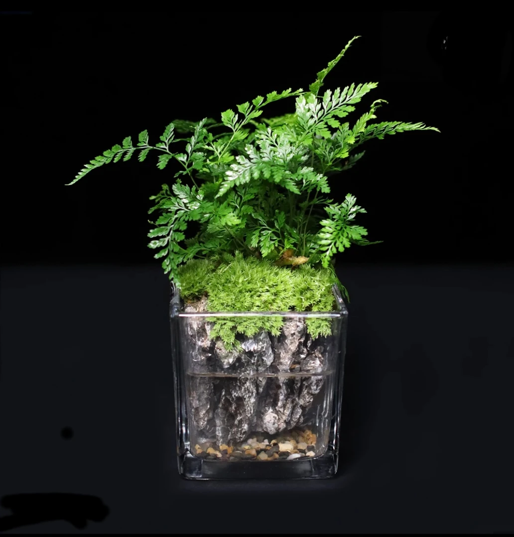 福利-狼尾蕨成品创意绿植室内桌面微景观10*10