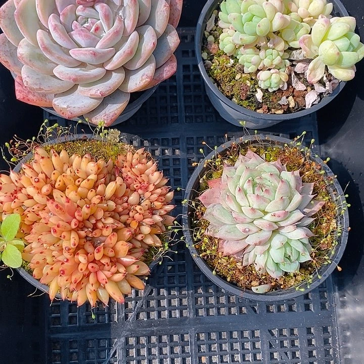 215多肉植物组合盆栽植物