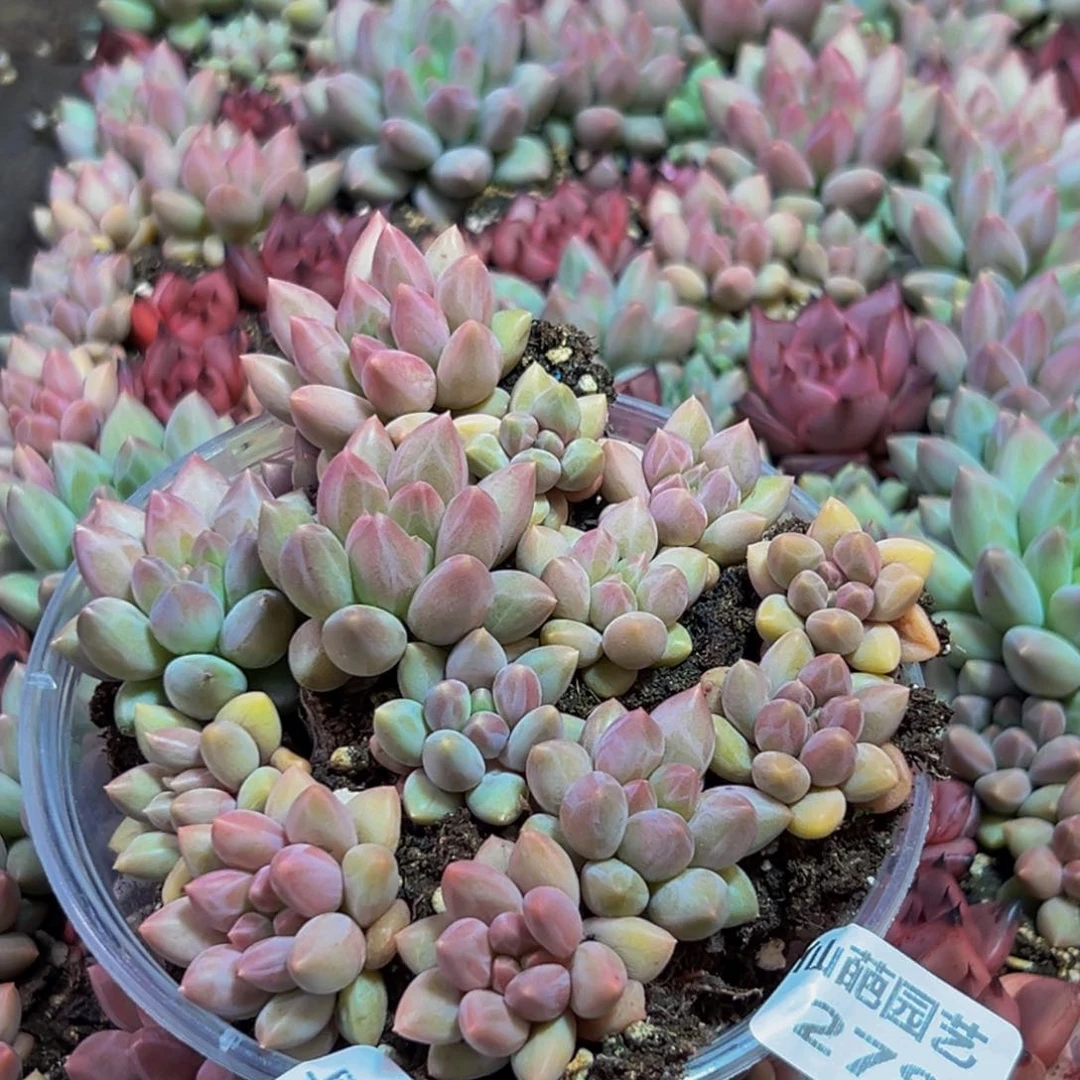 278多肉植物量拍一盒保底10颗