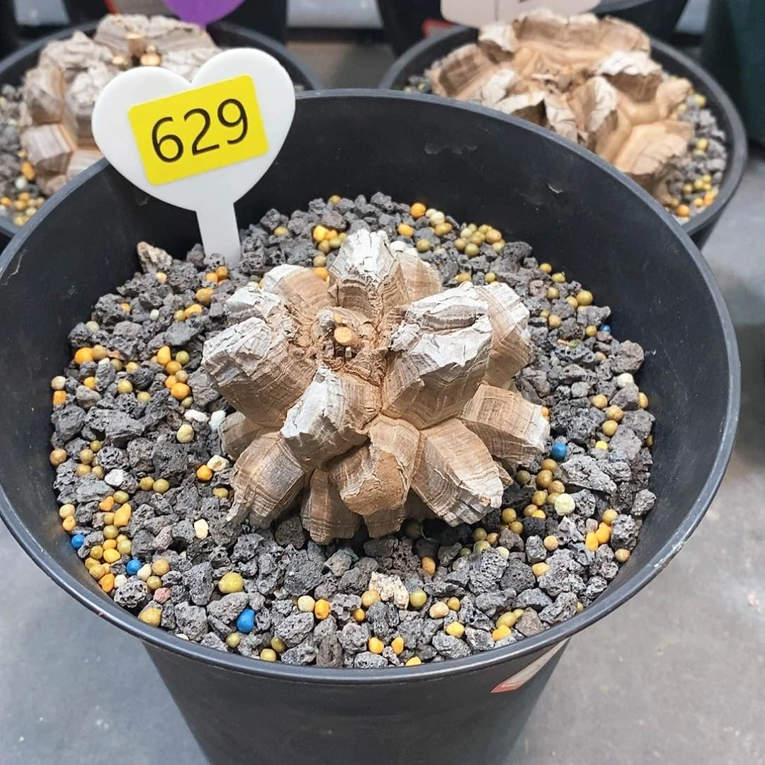 南非龟甲龙龟甲龙