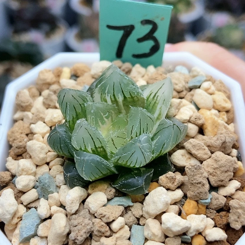【闪购商品】A****?73蓝镜锦