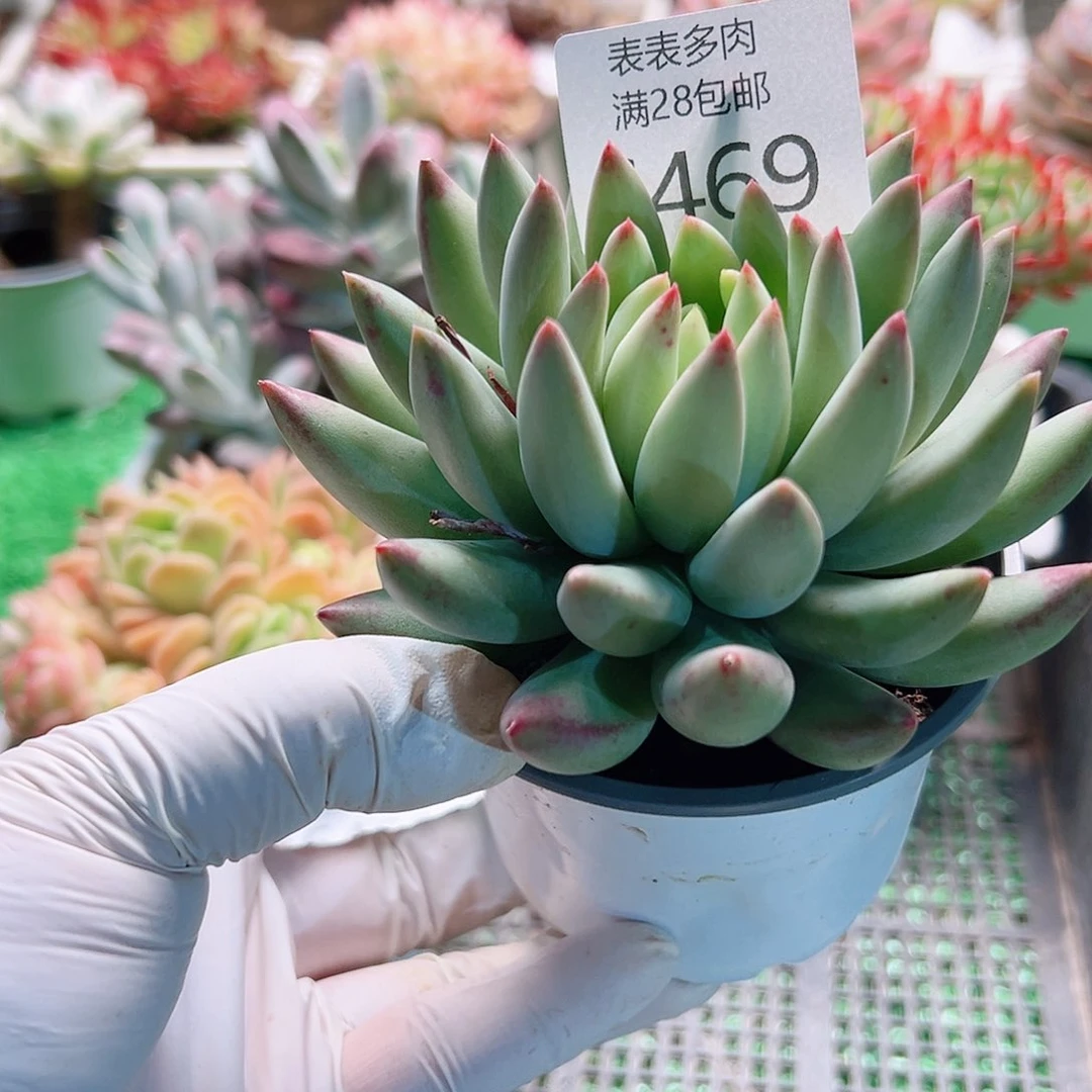 无花朵我****界多肉一物一拍6469