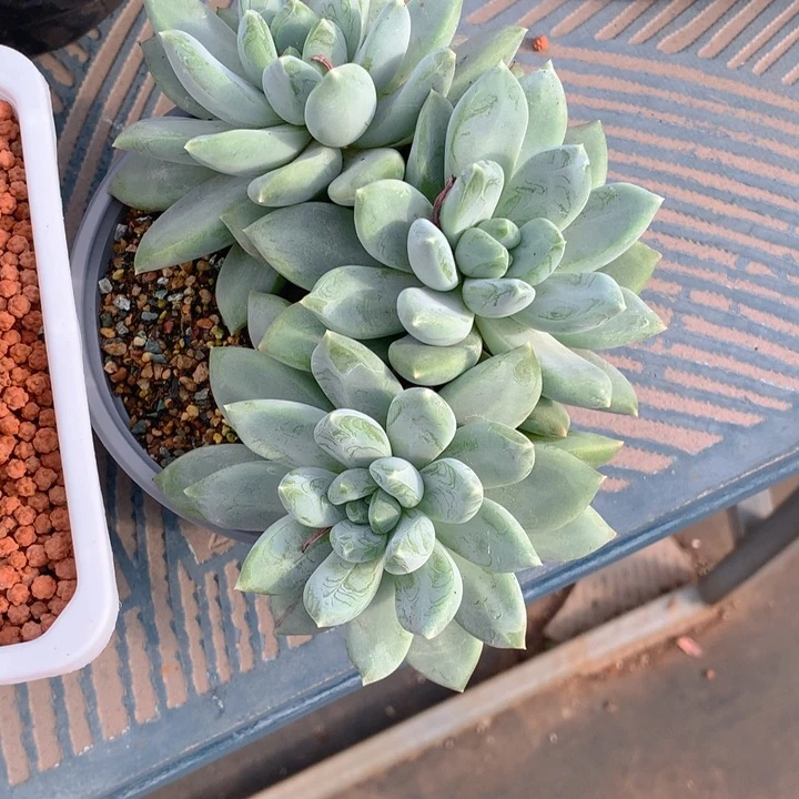 新品美人一物一拍
